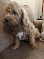 Merlin, a male Miniature Goldendoodle for sale in Kansas City, MO – 3 of 6