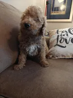 Merlin, a male Miniature Goldendoodle for sale in Kansas City, MO – 5 of 6