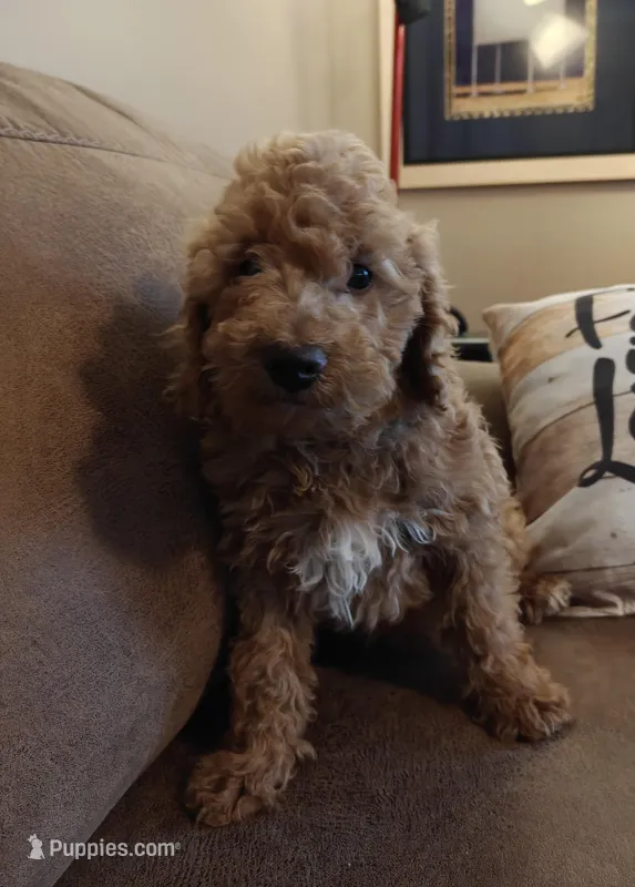 Merlin – Miniature Goldendoodle puppy for sale in Kansas City, MO