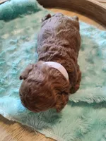 Merlin, a male Miniature Goldendoodle for sale in Kansas City, MO – Photo 5 of 5