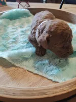 Merlin, a male Miniature Goldendoodle for sale in Kansas City, MO – Photo 3 of 5