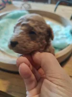 Merlin, a male Miniature Goldendoodle for sale in Kansas City, MO – Photo 1 of 5