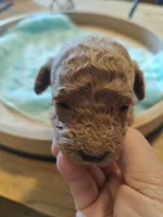 Merlin, a male Miniature Goldendoodle for sale in Kansas City, MO – Photo 2 of 5