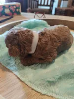 Merlin, a male Miniature Goldendoodle for sale in Kansas City, MO – Photo 4 of 5