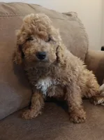Merlin, a male Miniature Goldendoodle for sale in Kansas City, MO – 2 of 6