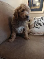 Merlin, a male Miniature Goldendoodle for sale in Kansas City, MO – 6 of 6