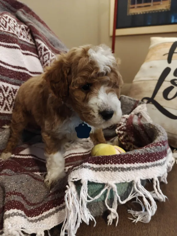 Matt – Miniature Goldendoodle puppy for sale in Kansas City, MO