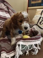 Matt, a male Miniature Goldendoodle for sale in Kansas City, MO – Photo 1 of 2