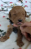 Mark, a male Miniature Goldendoodle for sale in Kansas City, MO – 3 of 4