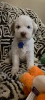 Penelope, a female Miniature Goldendoodle for sale in Kansas City, MO – 6 of 9