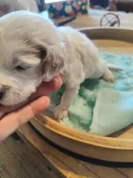 Lindsey, a female Miniature Goldendoodle for sale in Kansas City, MO – Photo 1 of 2