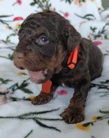 Penn, a male Miniature Goldendoodle for sale in Kansas City, MO – 4 of 4