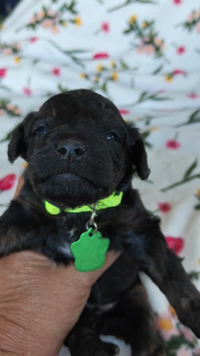 Paris, a female Miniature Goldendoodle for sale in Kansas City, MO – 6 of 6