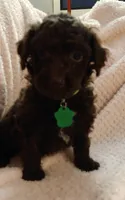 Rowe, a male Miniature Goldendoodle for sale in Kansas City, MO – 5 of 5