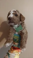 Mason, a male Miniature Goldendoodle for sale in Kansas City, MO – 2 of 6