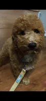 Mario, a male Miniature Goldendoodle for sale in Kansas City, MO – 4 of 8