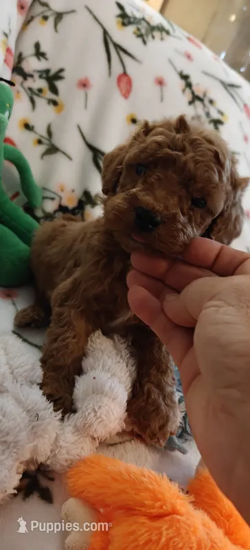 Mark – Miniature Goldendoodle puppy for sale in Kansas City, MO