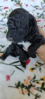 Pete, a male Miniature Goldendoodle for sale in Kansas City, MO – 4 of 5