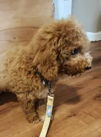 Mario, a male Miniature Goldendoodle for sale in Kansas City, MO – 6 of 8