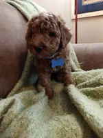 Mickey, a male Miniature Goldendoodle for sale in Kansas City, MO – 6 of 6