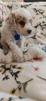 Merlin, a male Miniature Goldendoodle for sale in Kansas City, MO – 5 of 5