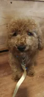 Mickey, a male Miniature Goldendoodle for sale in Kansas City, MO – 4 of 6