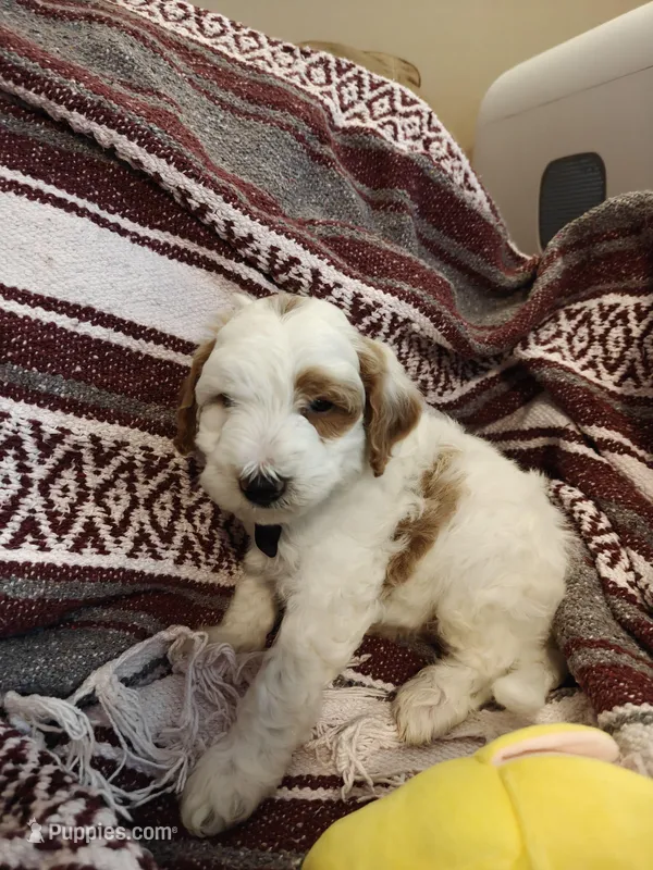 Lucas – Miniature Goldendoodle puppy for sale in Kansas City, MO
