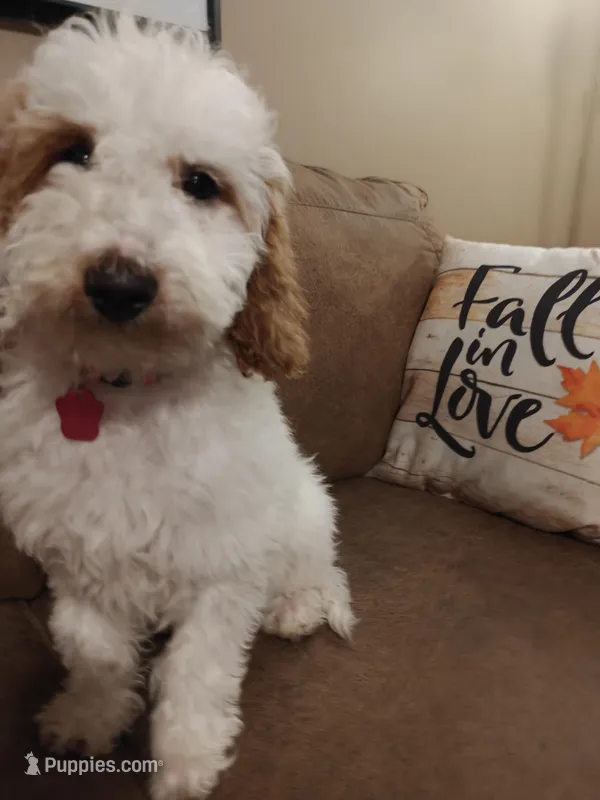 Max – Miniature Goldendoodle puppy for sale in Kansas City, MO