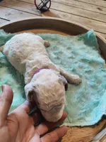 Max, a male Miniature Goldendoodle for sale in Kansas City, MO – Photo 2 of 4