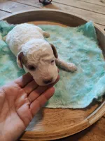 Max, a male Miniature Goldendoodle for sale in Kansas City, MO – Photo 1 of 4