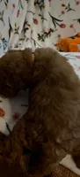 Margot, a female Miniature Goldendoodle for sale in Kansas City, MO – 4 of 4