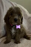 Opal, a female Miniature Goldendoodle for sale in Kansas City, MO – 5 of 6