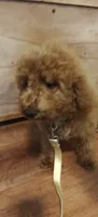Mickey, a male Miniature Goldendoodle for sale in Kansas City, MO – 6 of 6