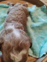 Matt , a male Miniature Goldendoodle for sale in Kansas City, MO – Photo 1 of 5