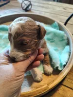 Matt , a male Miniature Goldendoodle for sale in Kansas City, MO – Photo 4 of 5
