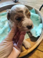 Matt , a male Miniature Goldendoodle for sale in Kansas City, MO – Photo 3 of 5