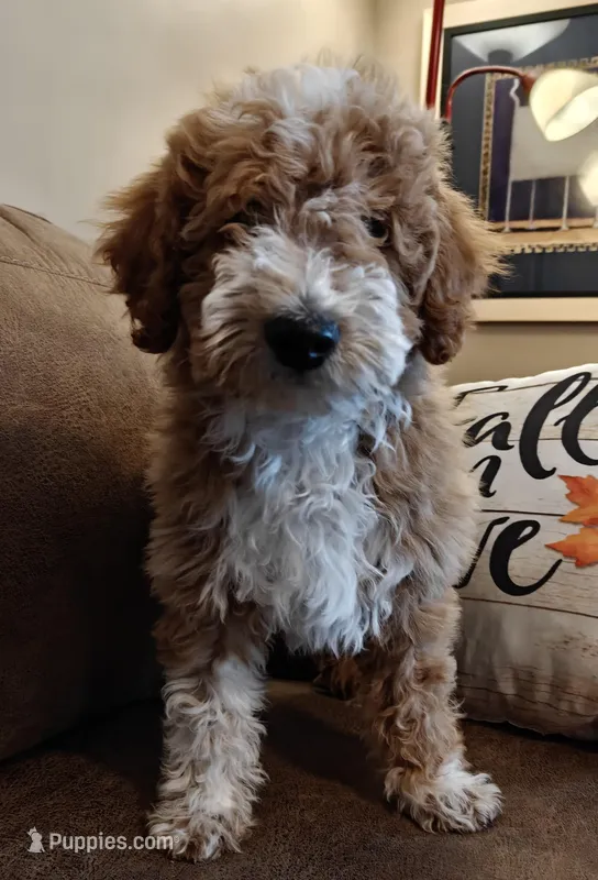 Matt – Miniature Goldendoodle puppy for sale in Kansas City, MO