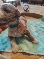 Matt , a male Miniature Goldendoodle for sale in Kansas City, MO – Photo 2 of 5