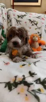 May, a female Miniature Goldendoodle for sale in Kansas City, MO – 3 of 5