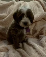 Ollie, a male Miniature Goldendoodle for sale in Kansas City, MO – 3 of 7
