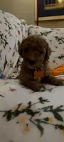 Margot, a female Miniature Goldendoodle for sale in Kansas City, MO – 3 of 4