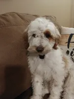 Lucas, a male Miniature Goldendoodle for sale in Kansas City, MO – 3 of 4