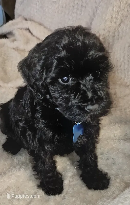 Rose – Miniature Goldendoodle puppy for sale in Kansas City, MO