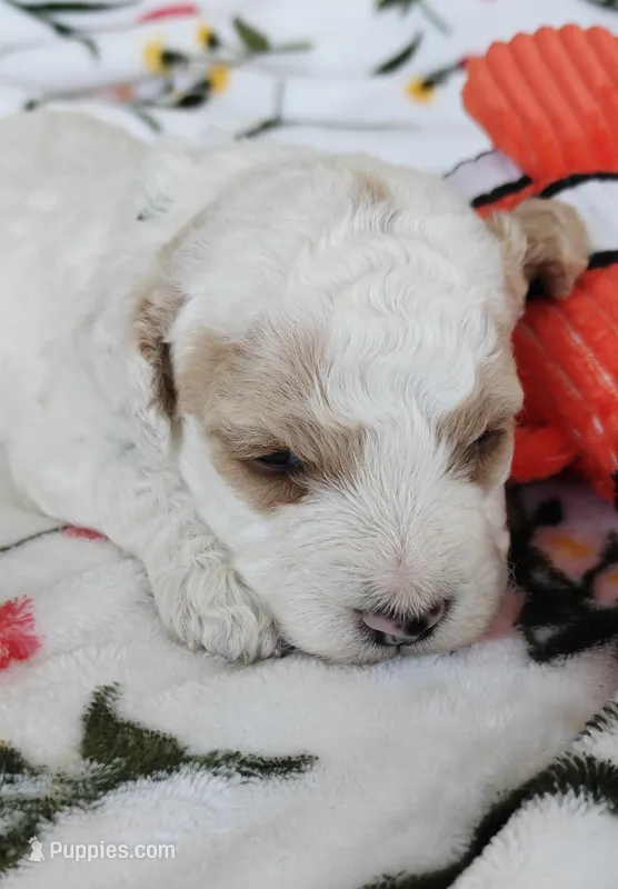Merlin – Miniature Goldendoodle puppy for sale in Kansas City, MO