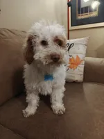 Maverick, a male Miniature Goldendoodle for sale in Kansas City, MO – 2 of 4