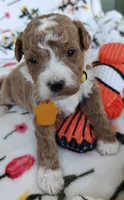 May, a female Miniature Goldendoodle for sale in Kansas City, MO – 3 of 5