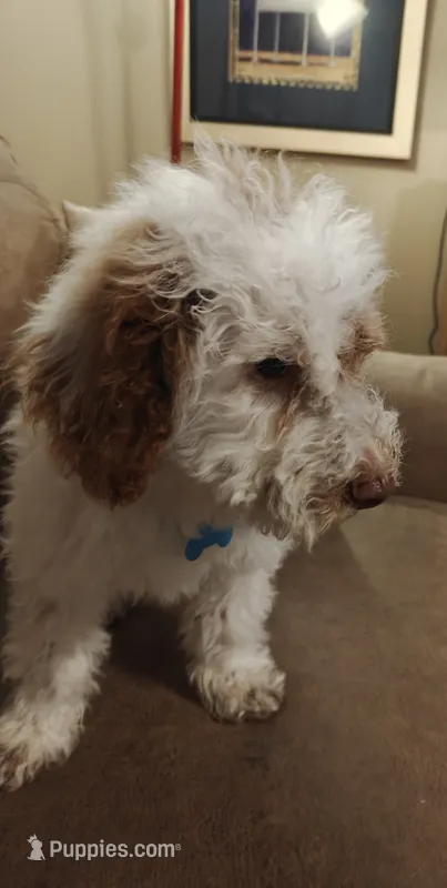 Maverick – Miniature Goldendoodle puppy for sale in Kansas City, MO