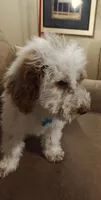 Maverick, a male Miniature Goldendoodle for sale in Kansas City, MO – 1 of 4