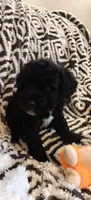 Pete, a male Miniature Goldendoodle for sale in Kansas City, MO – 3 of 6