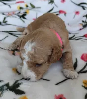 Mary, a female Miniature Goldendoodle for sale in Kansas City, MO – 4 of 4